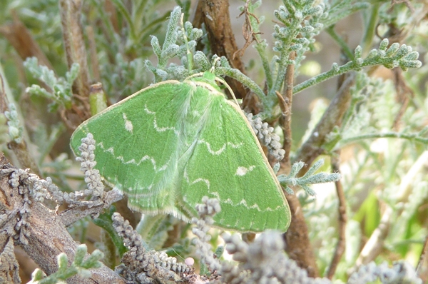 Thetidia sardinica